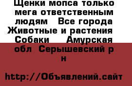 Щенки мопса только мега-ответственным людям - Все города Животные и растения » Собаки   . Амурская обл.,Серышевский р-н